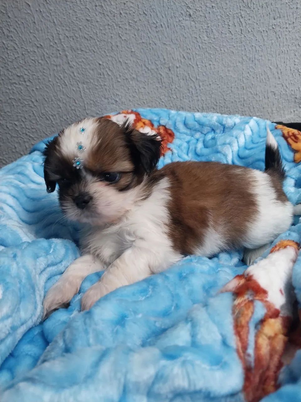 Macho Shih-tzu  - Foto 3