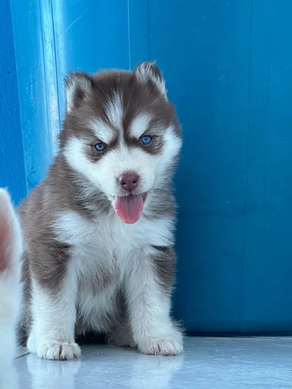 Husky siberiano Wolly com pedigree  - Foto 2