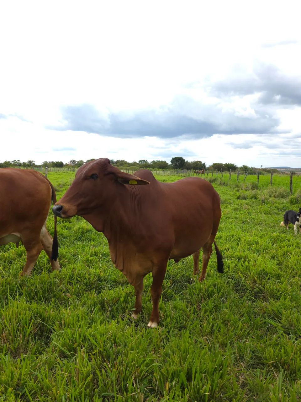 Vaca Sindi