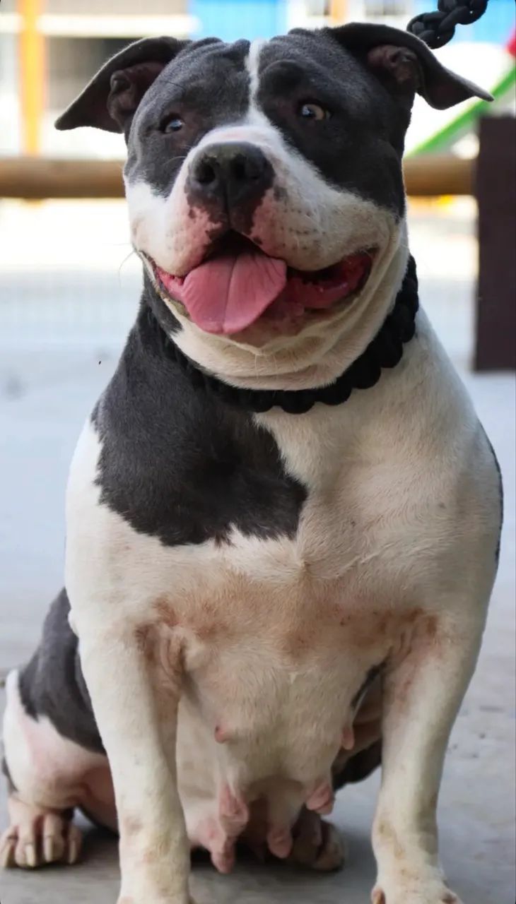 Pitmonster pra doação  - Foto 2