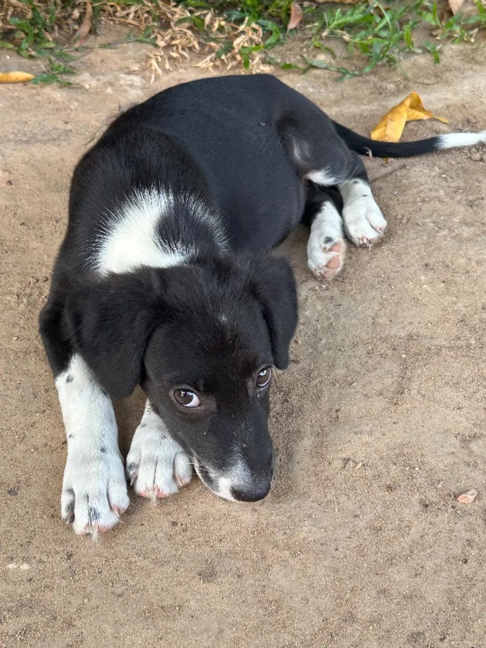 Adoção Responsável  - Foto 3