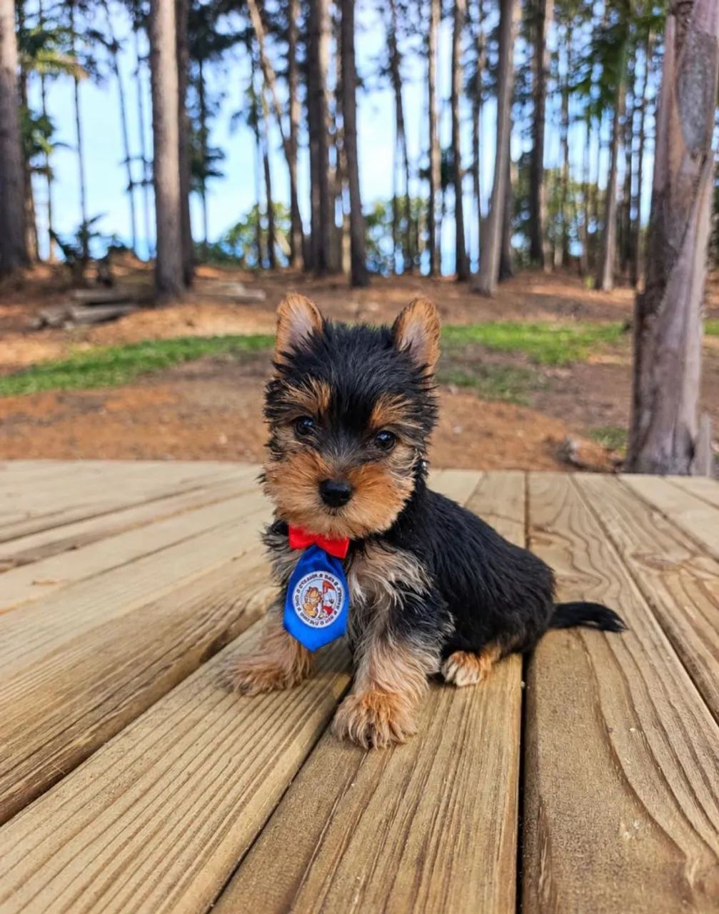 YORK mini macho Com pedigree 