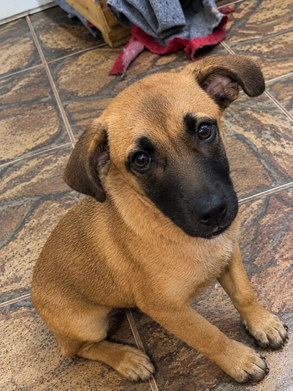 Doação de Cachorrinha