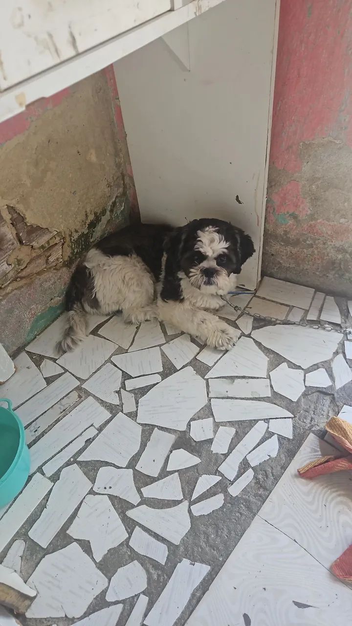 Shitzu 