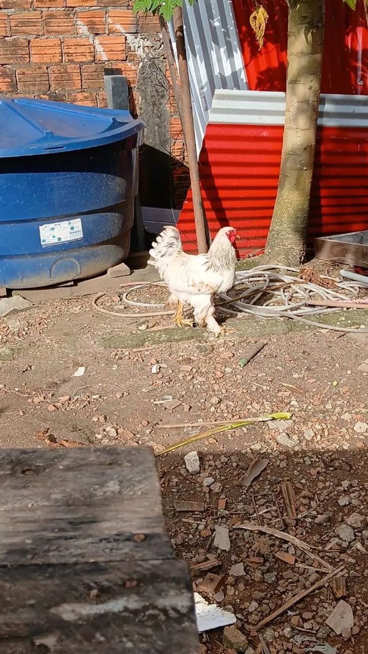 Aves a venda - Foto 2
