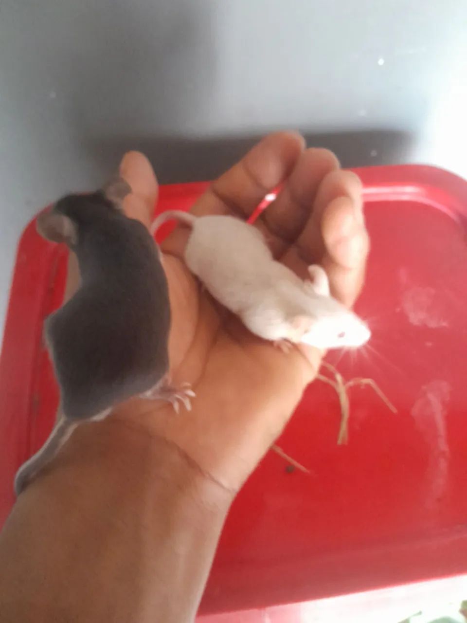 ? CAMUNDONGOS DE QUALIDADE PREMIUM - DISPONÍVEIS AGORA! ? - Foto 4