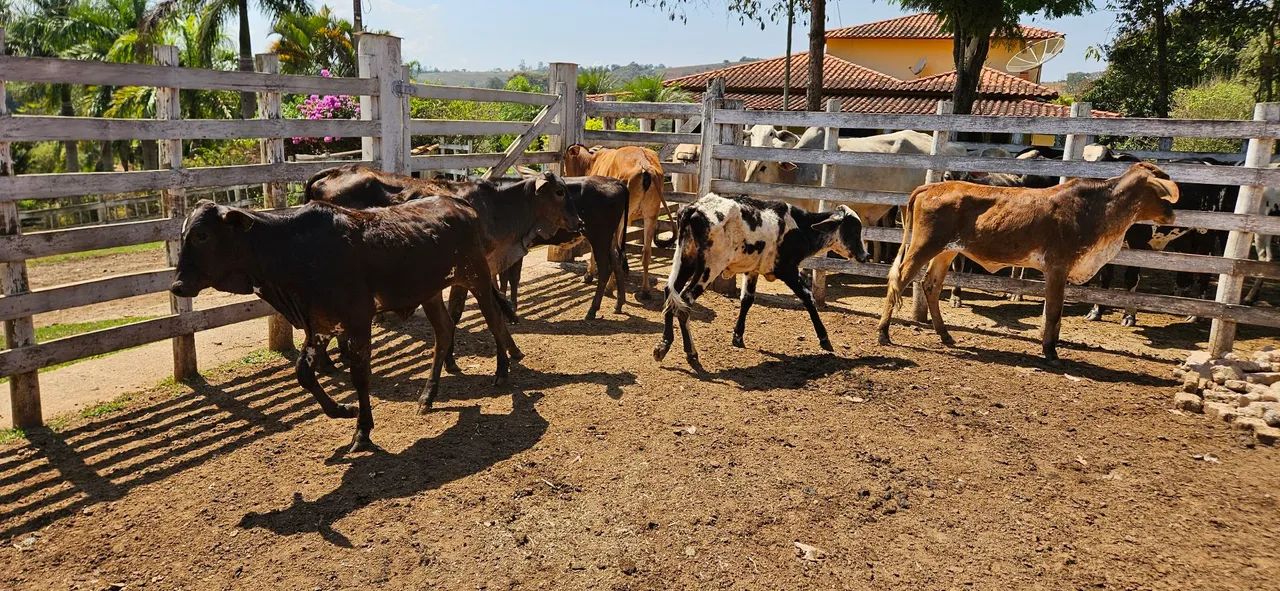 Bezerras aneloradas - Foto 4
