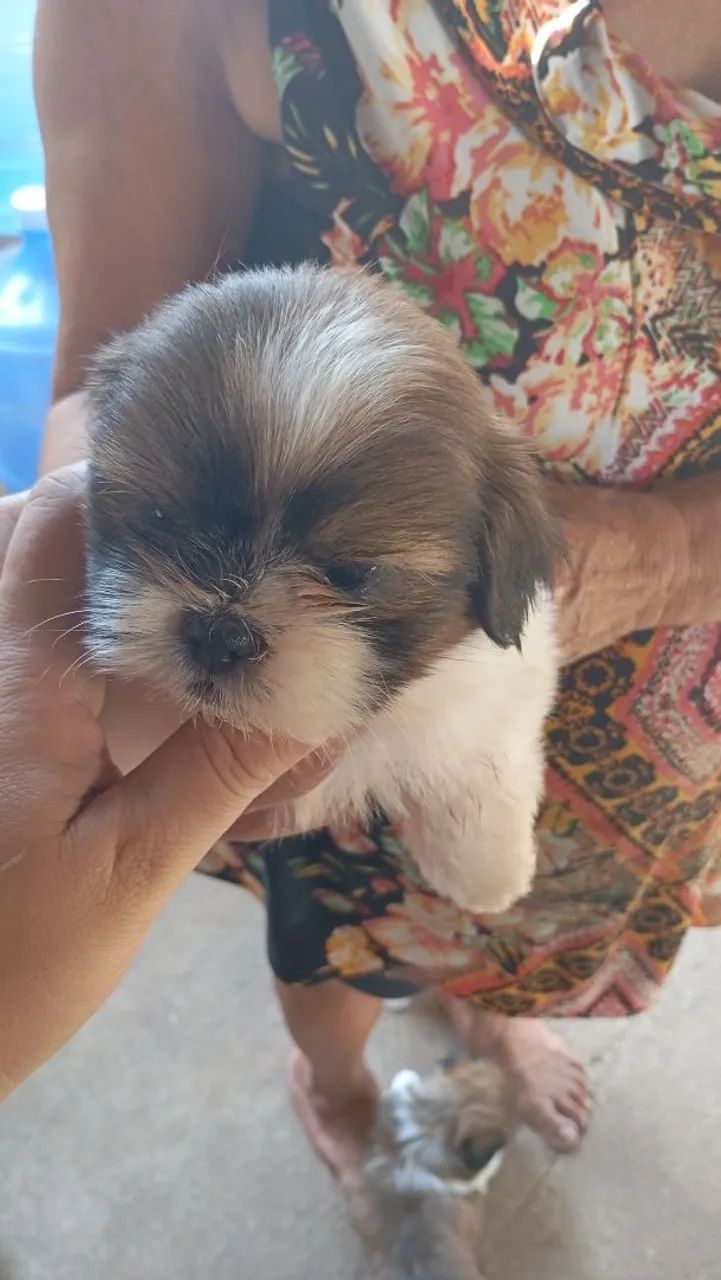 Cachorrinha 
