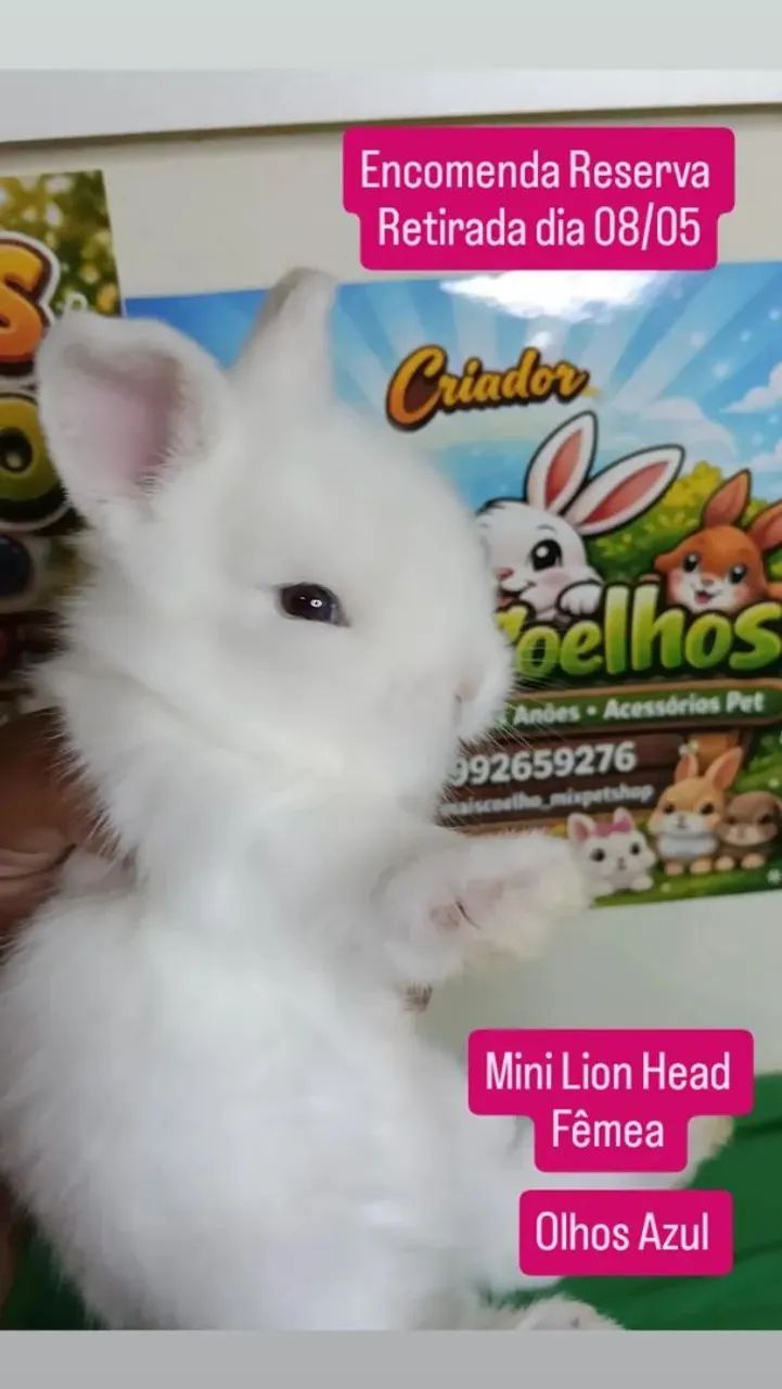 Mini Coelho Variadas Raças e Valores  - Foto 5