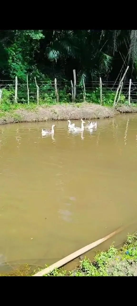 Granja no Conde - Foto 3