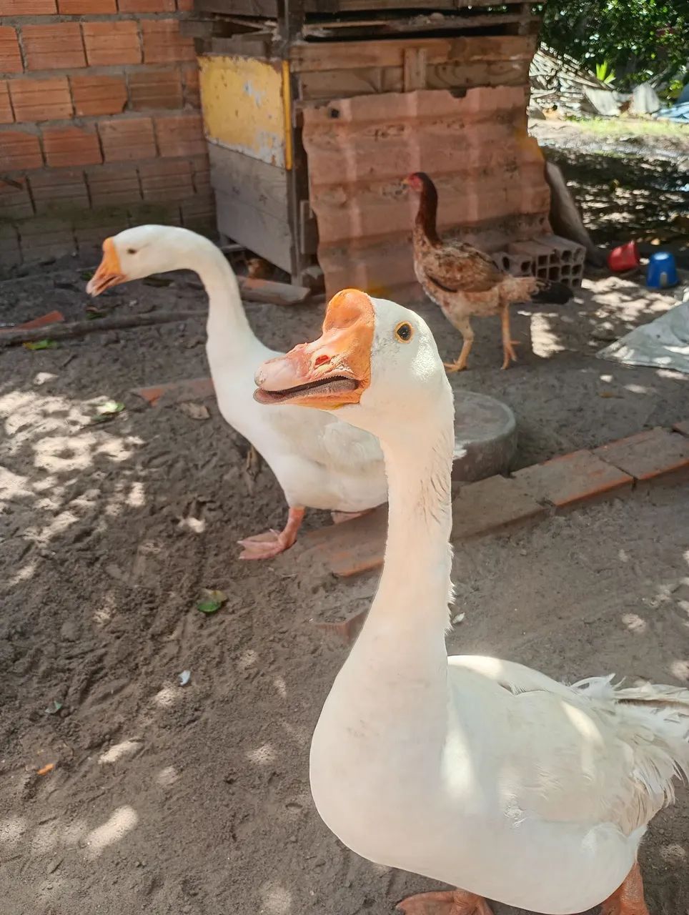 Gansos  - Foto 5