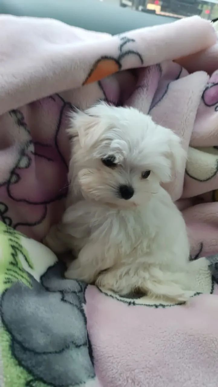 Pet para companhia  - Foto 4