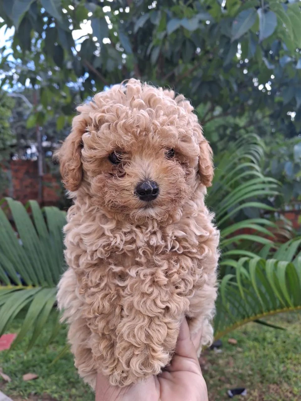 Poodle  - Foto 2