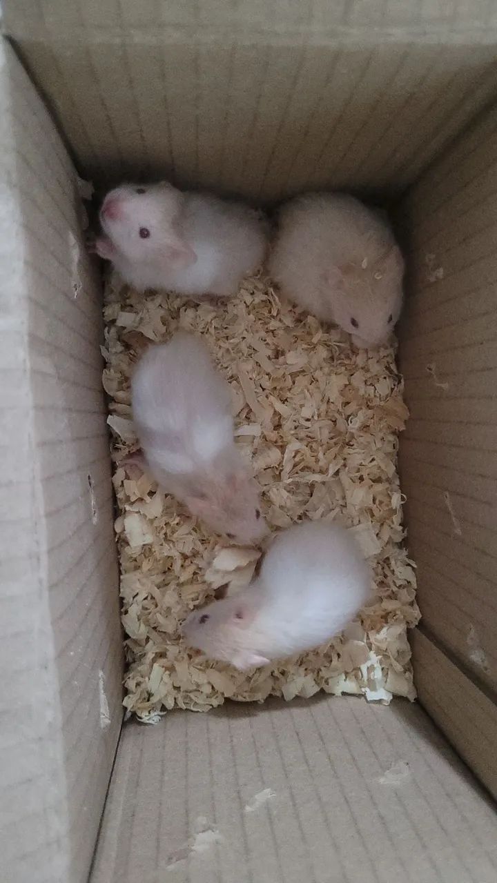 Hamster sirio macho e femea 