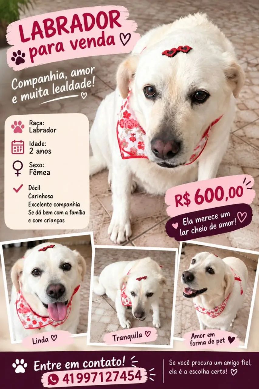 Labrador 