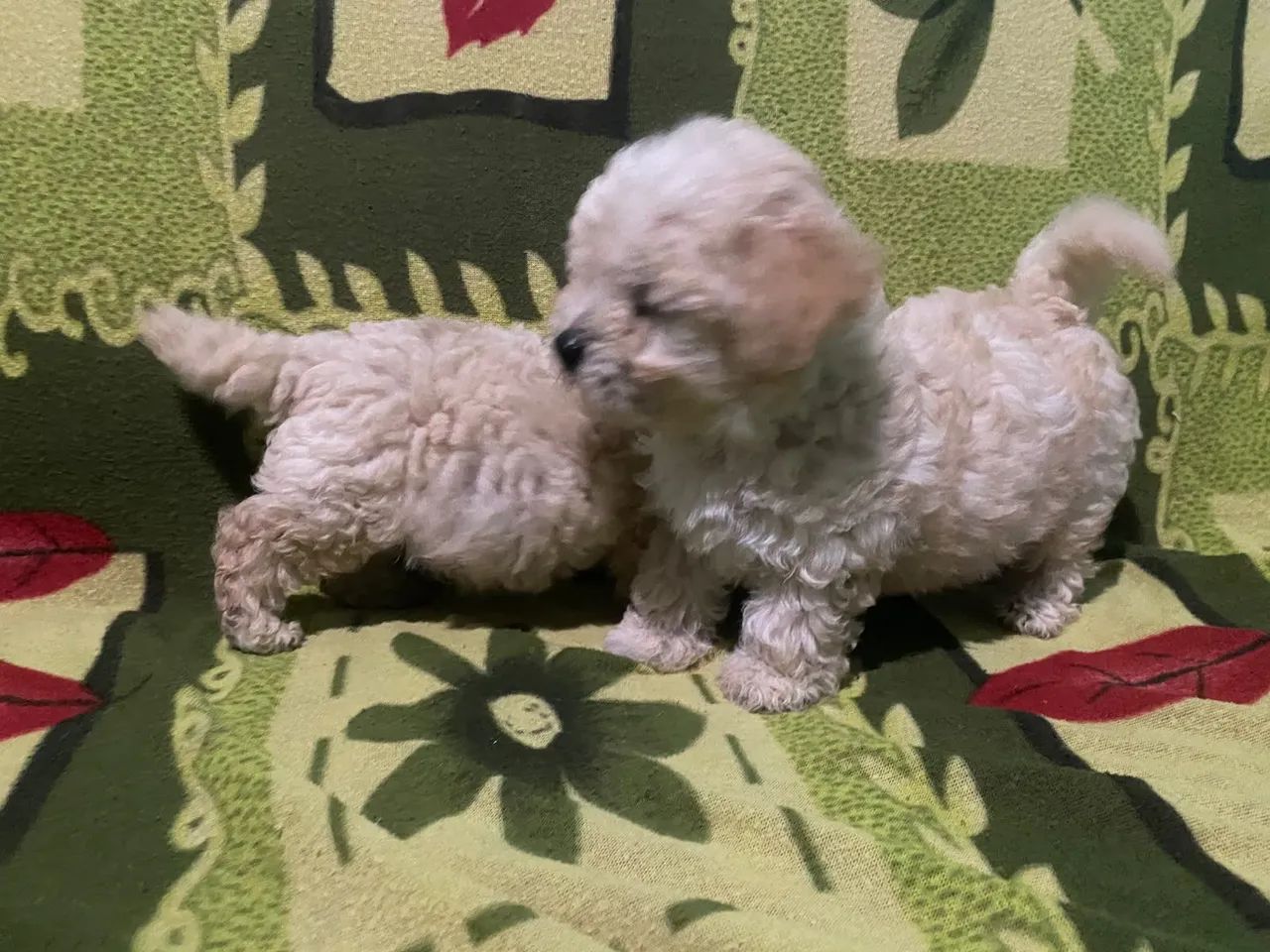 Poodle toy por R$ 650 - Foto 4