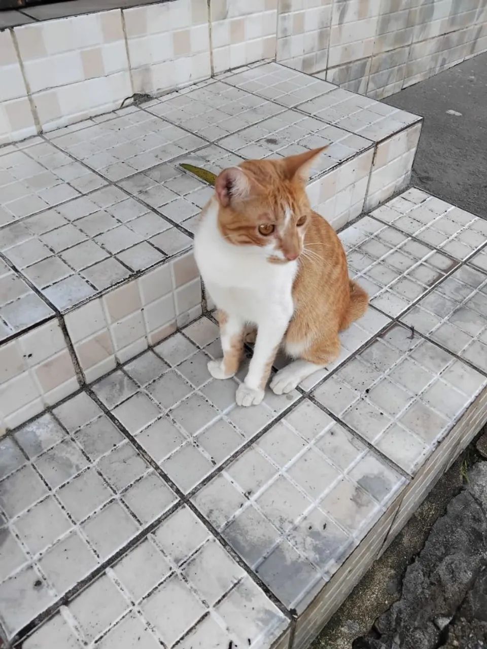 Gatinho para adoção responsável  - Foto 5