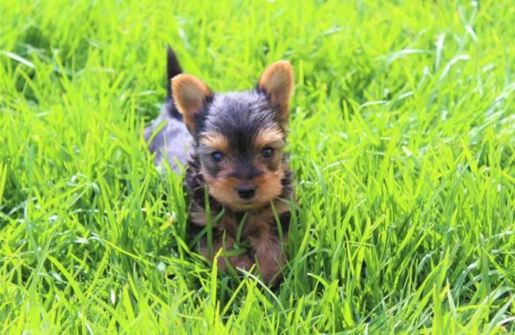 Yorkshire Terrir Micro e padrão a pronta entrega - Foto 3