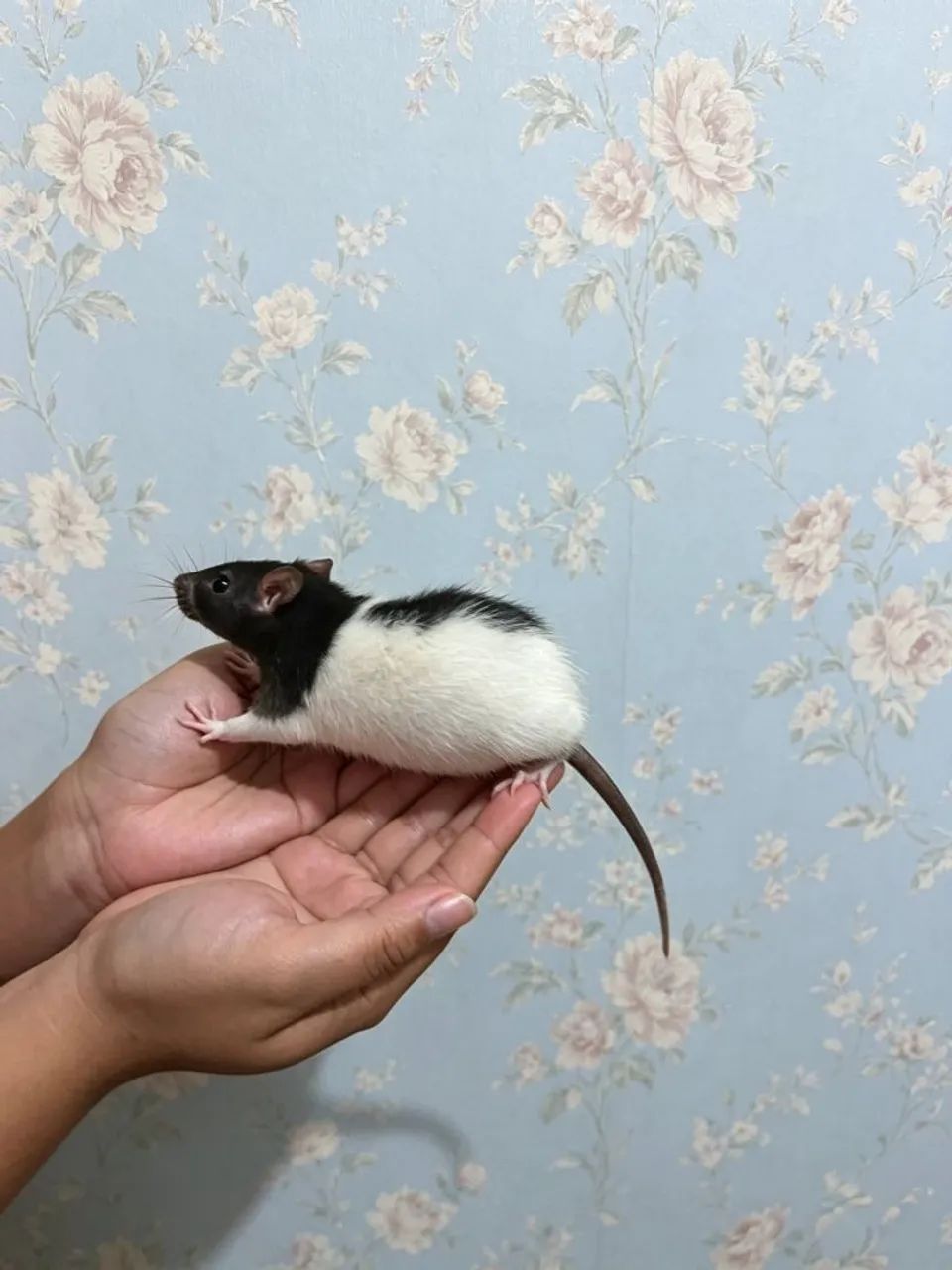 Rato Twister Pug pet hamster 