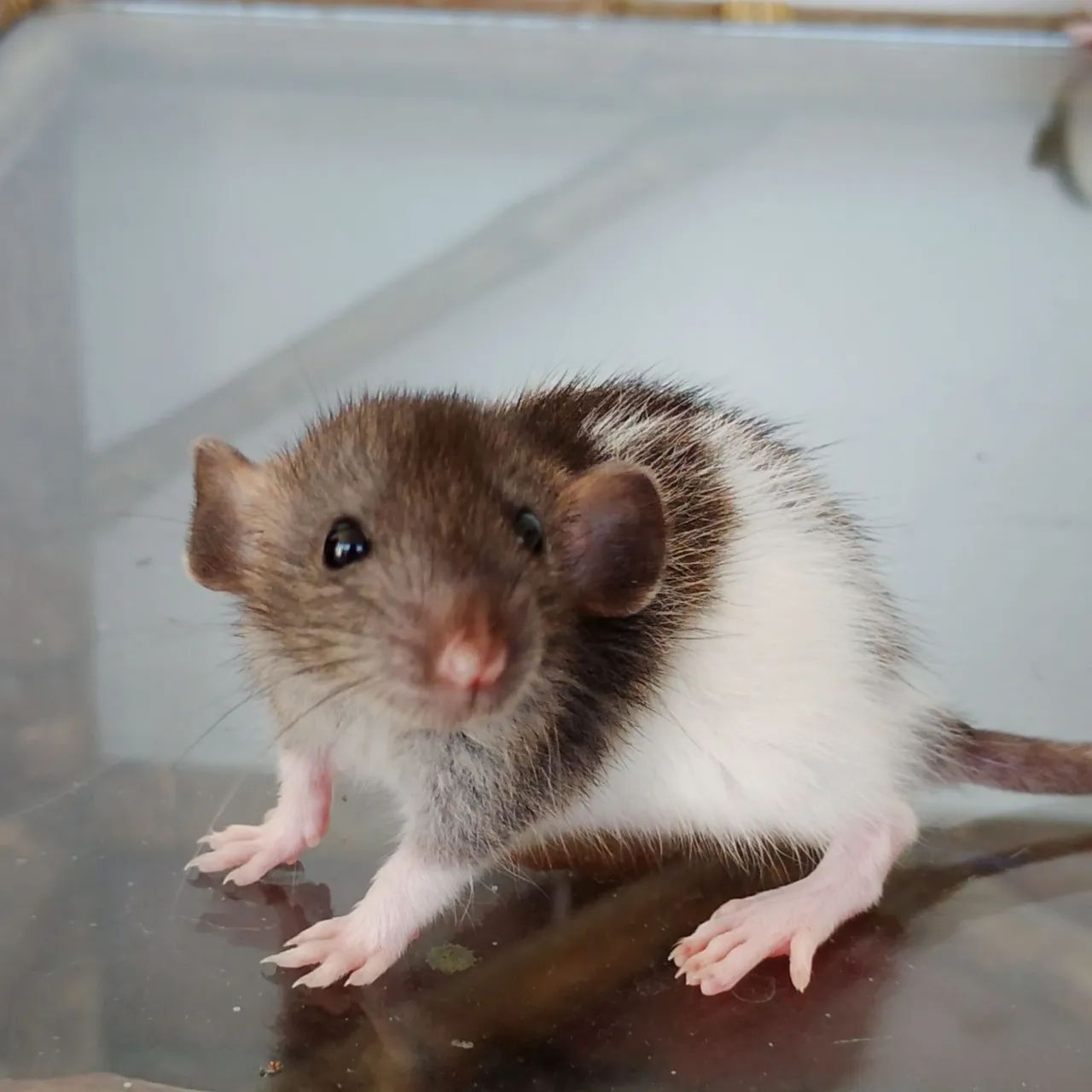 2 Ratinhas Dumbo com Terrário  - Foto 2