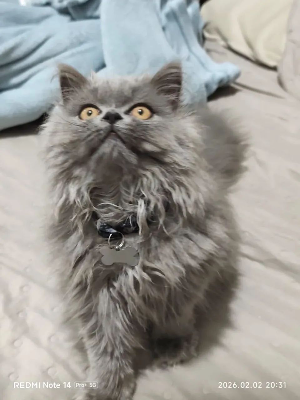 Gato persa MACHO 
