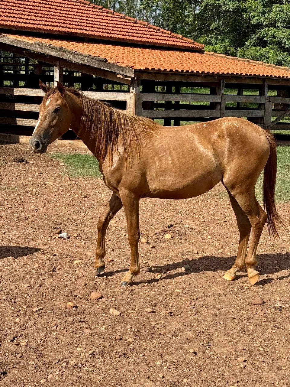 Potra quarto de milha sem documento 