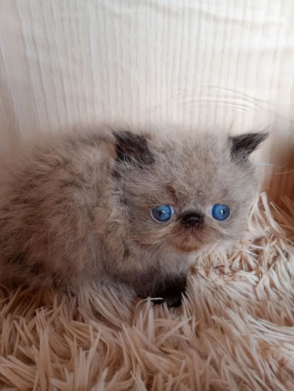 Gatinho persa himalio 