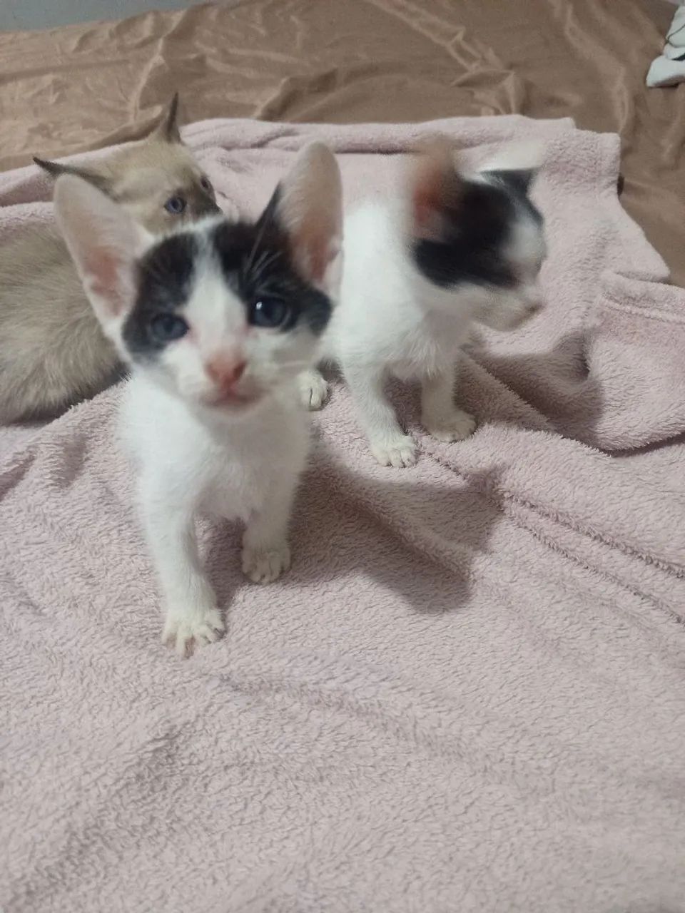 Doa-se gatinhos - Foto 3