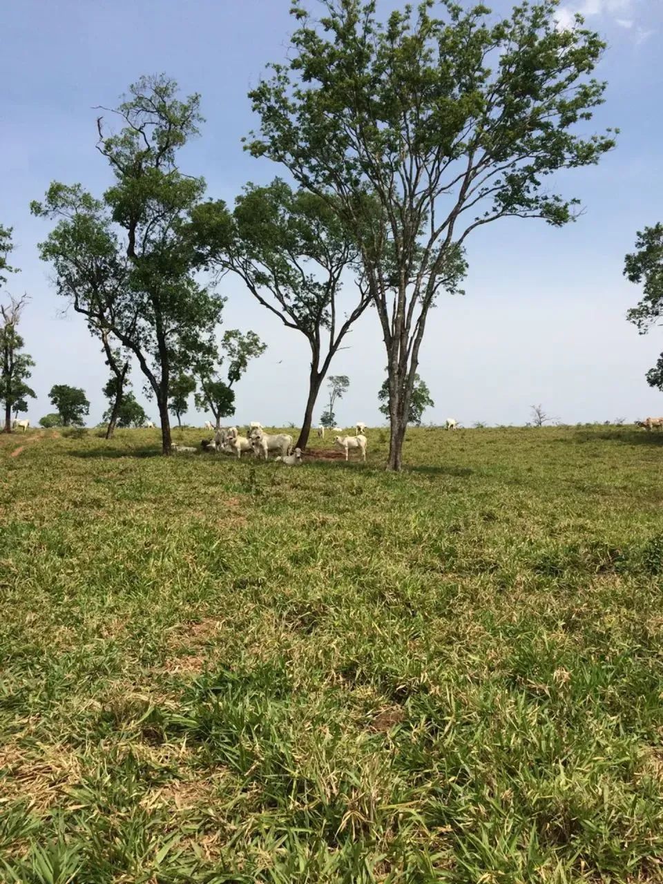 COD375- Fazenda 300 HECTARES em BONITO /MS. - Foto 5