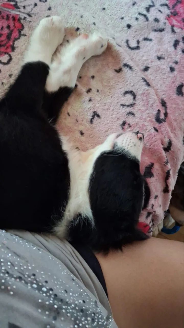 Border Collie - Foto 4