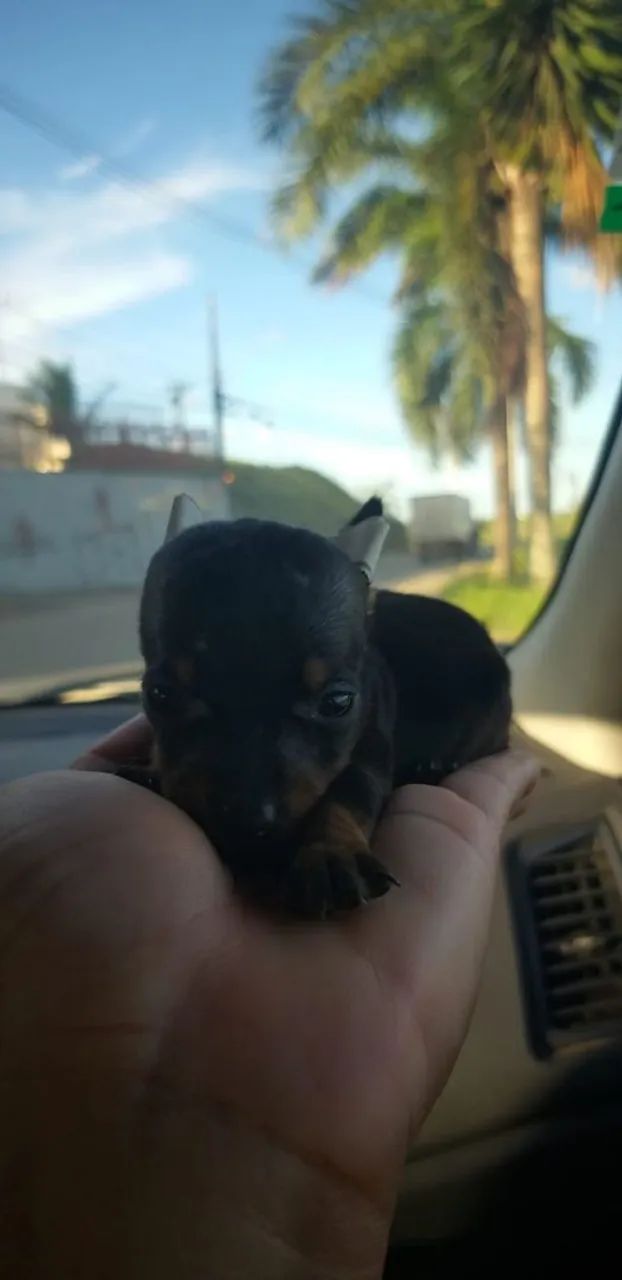 Menor pinscher 0 - Foto 2