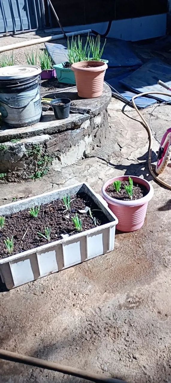 Vendo mudas de cebolinha  - Foto 2