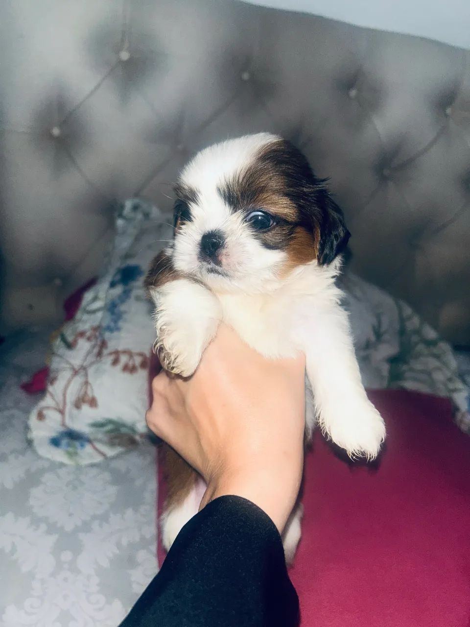 Shih tzu  - Foto 2