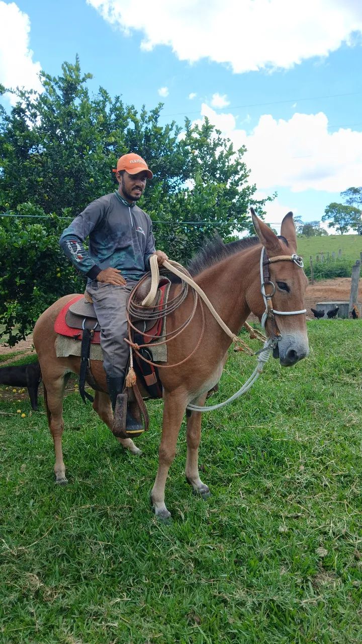 Burro manso - Foto 2