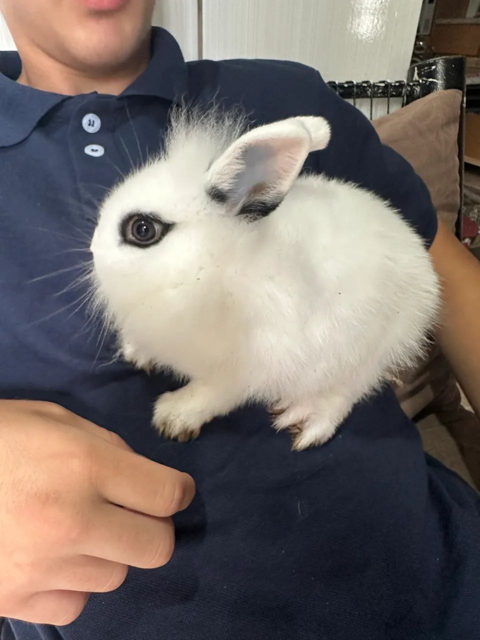 Mini Coelho  - Foto 3