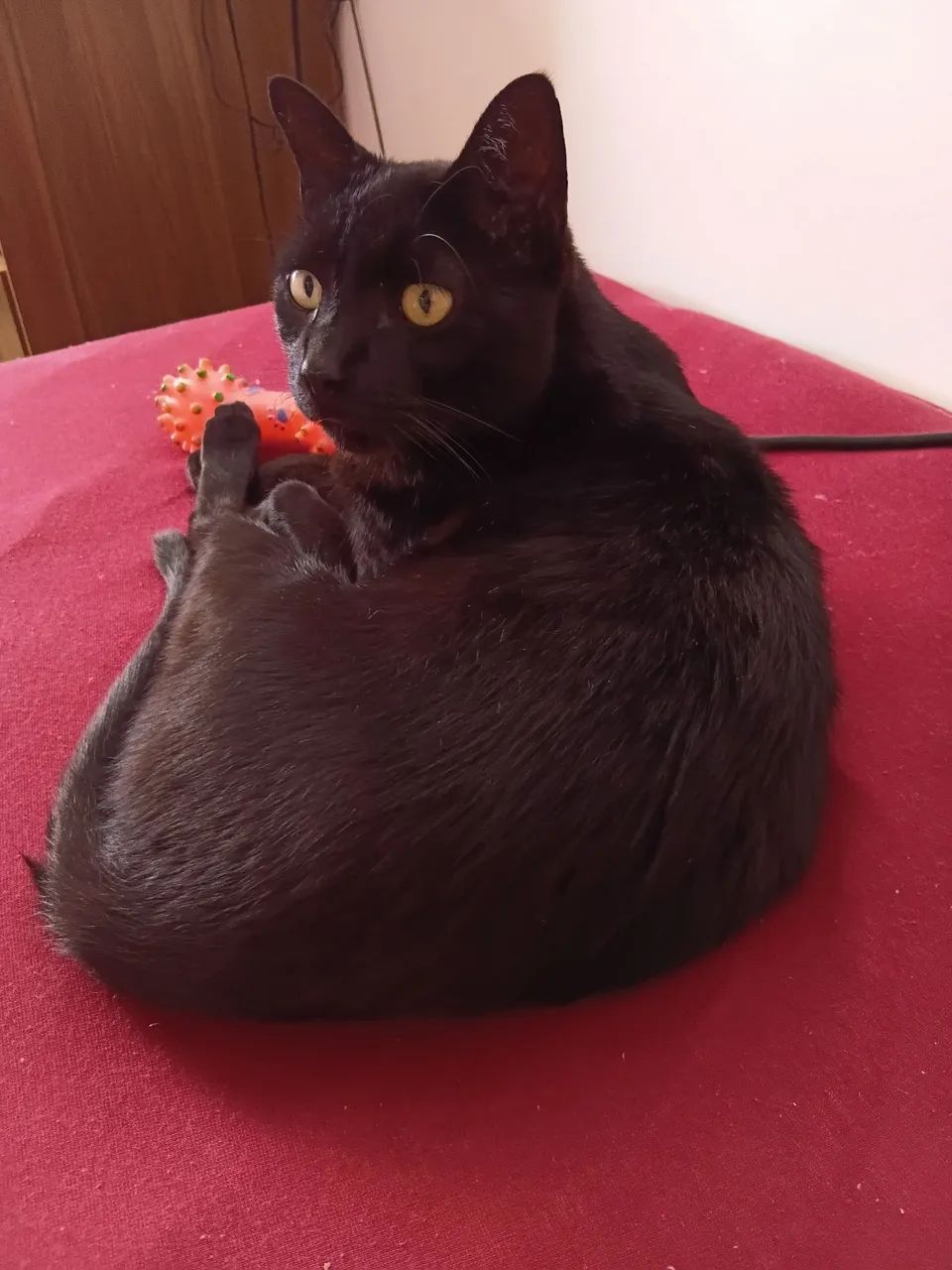 Doando gato macho castrado
