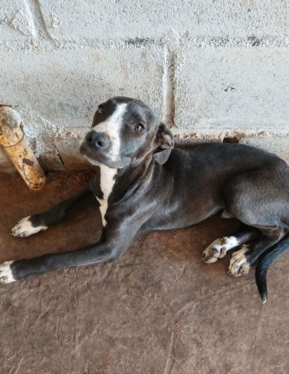 Doa-se esses cachorrinhos 