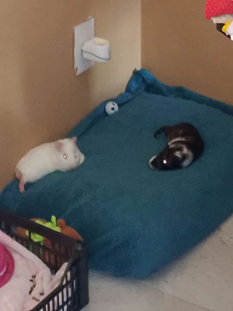 Doando duas porquinhas da índia  - Foto 3