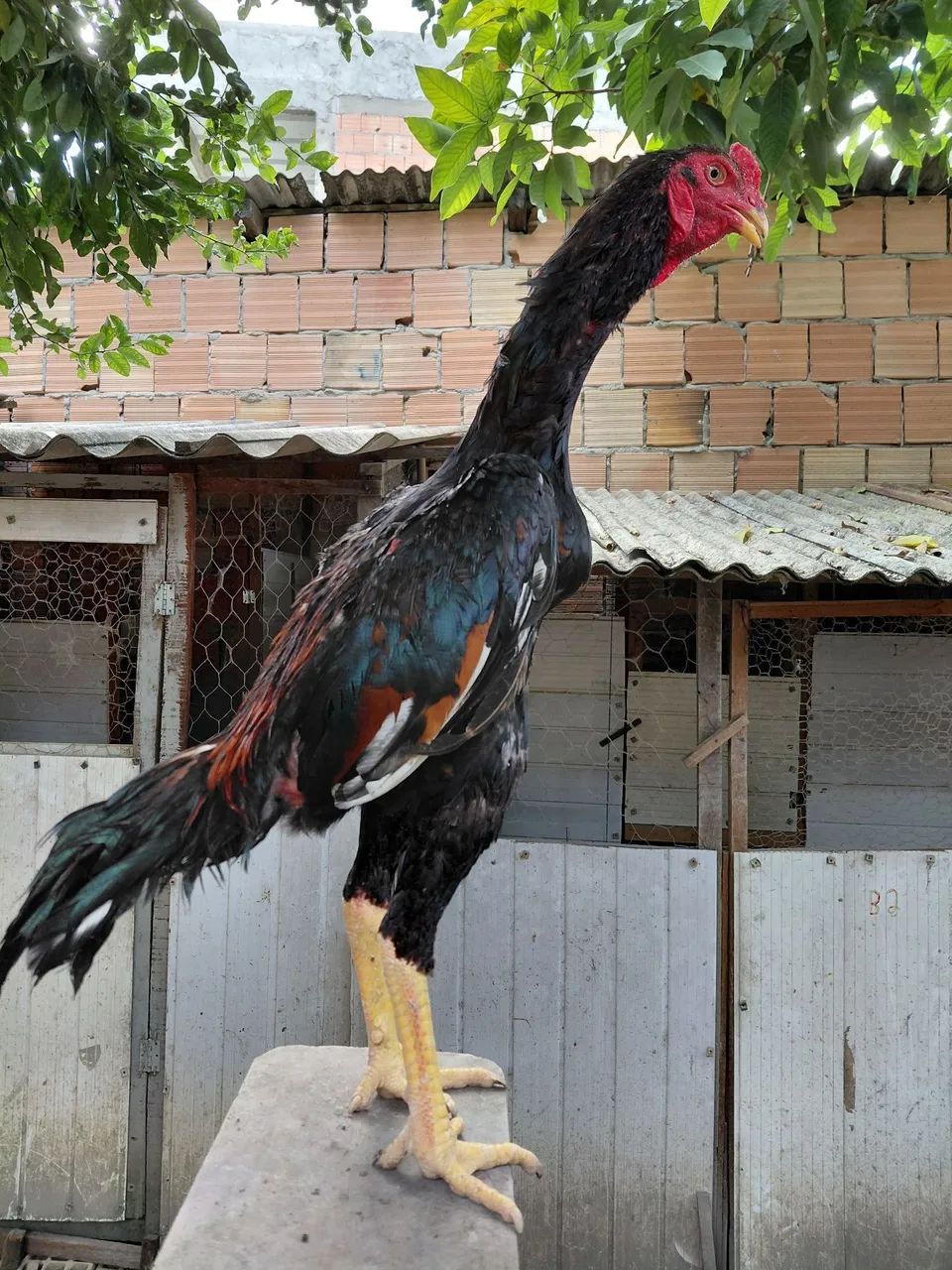 Frango shamo  - Foto 3