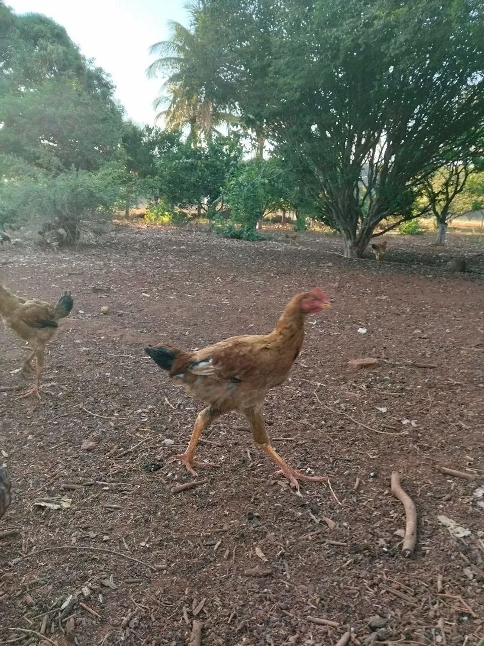 Frango e franga caipira  - Foto 5