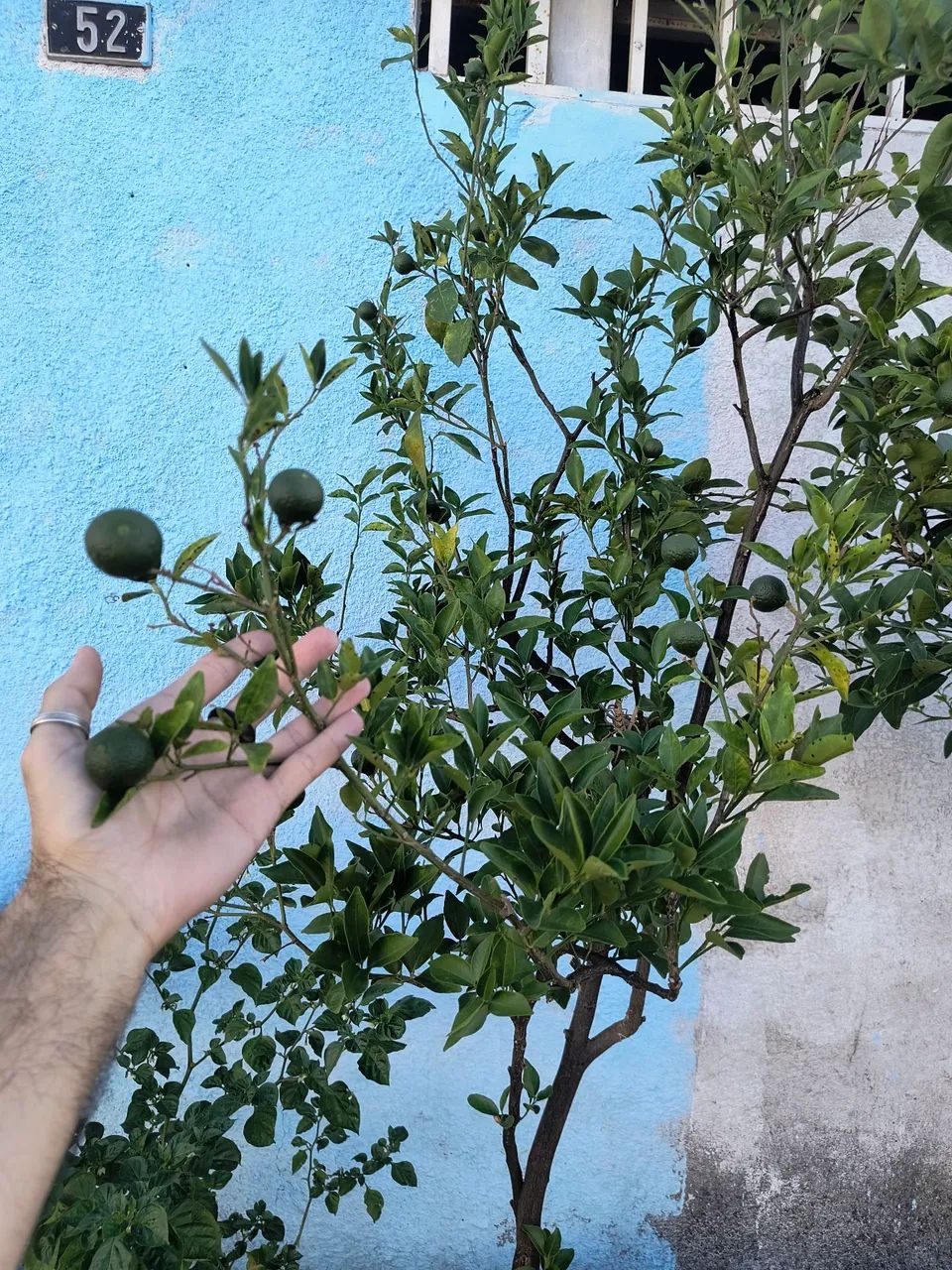 Frutíferas  - Foto 2