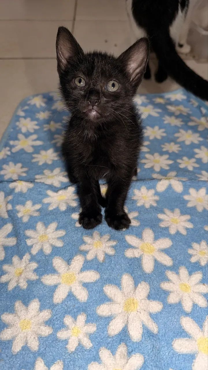 Doação de gatinhos - Foto 3