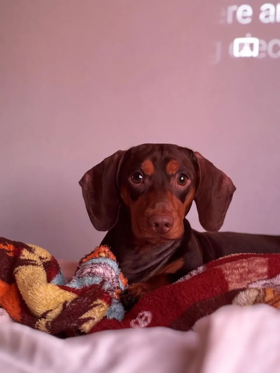 Dachshund, procuro namorada - Foto 2