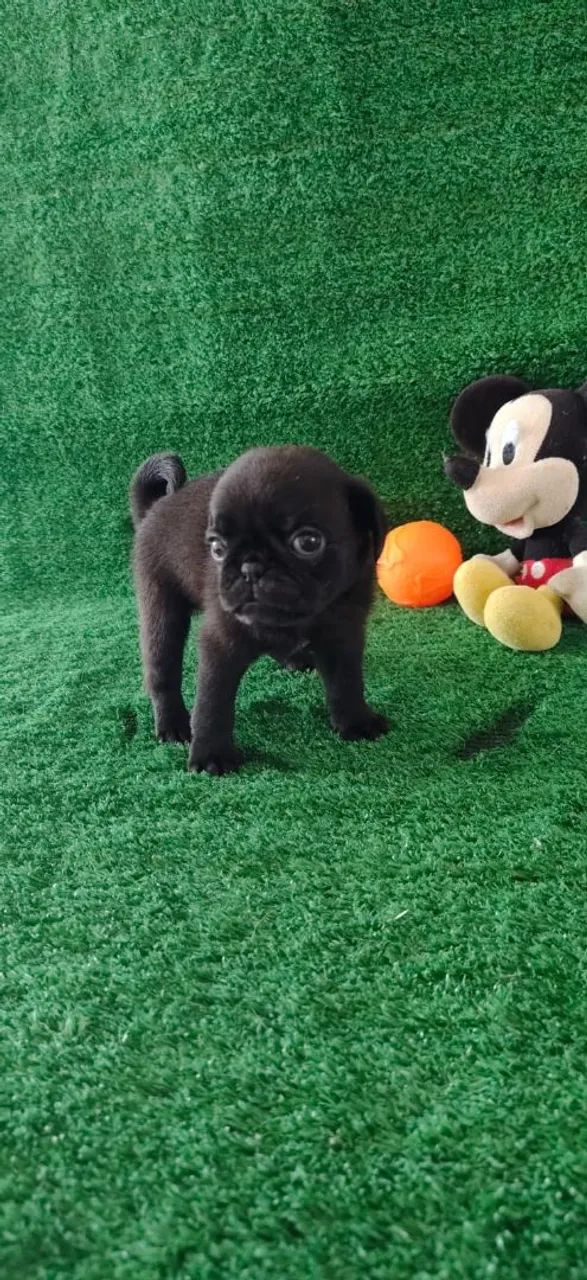 Filhote de Pug Macho - Foto 2