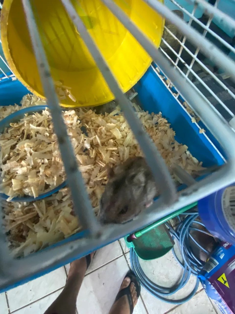Hamster 