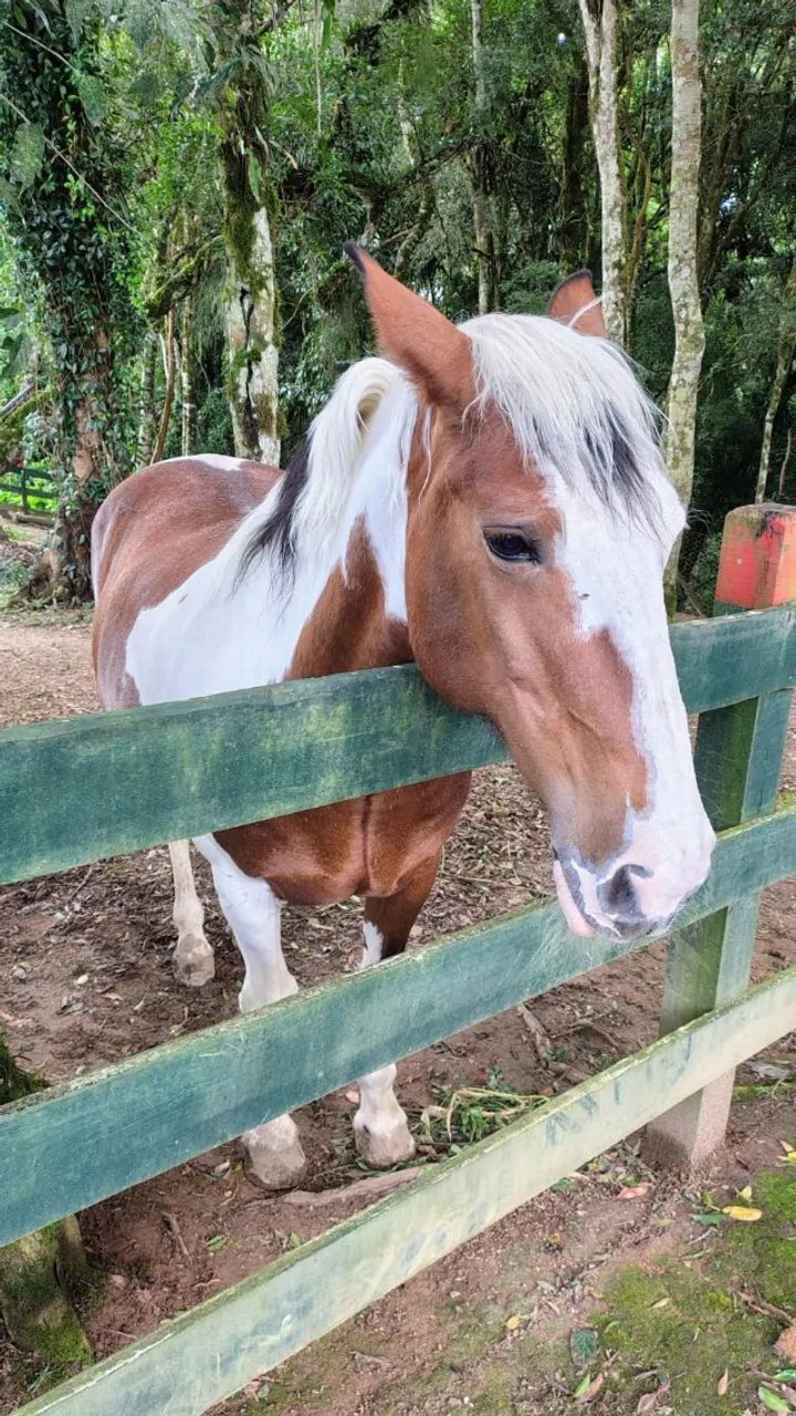 VENDE-SE: ÉGUA PENÉLOPE - PRONTA PARA O LAÇO - Foto 6