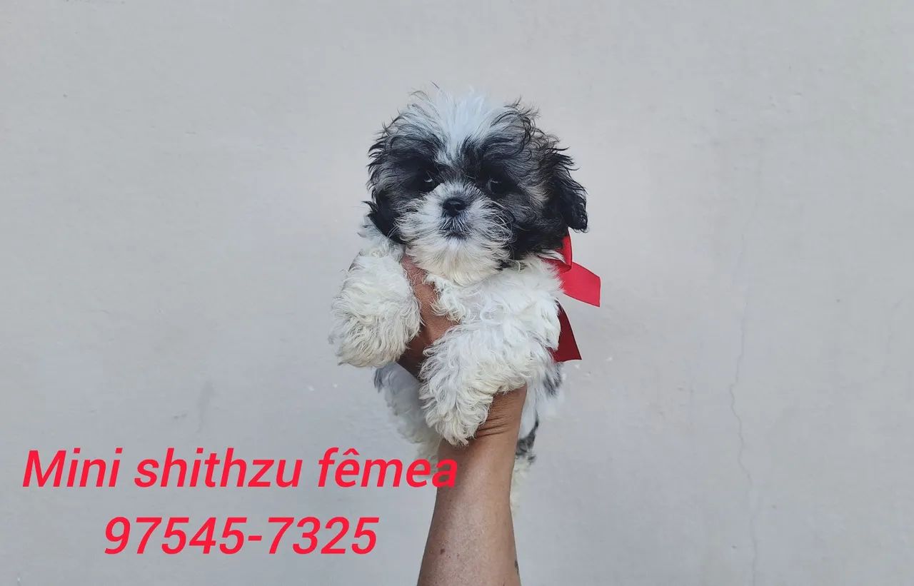 Mini shithzu com garantia de saúde - Foto 5
