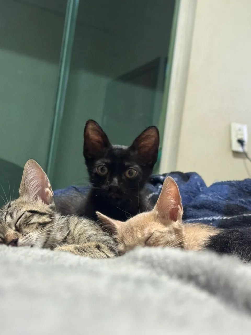 Doação de filhotes de gato  - Foto 5