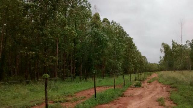 Linda Fazenda no estado de Tocantins - Foto 5