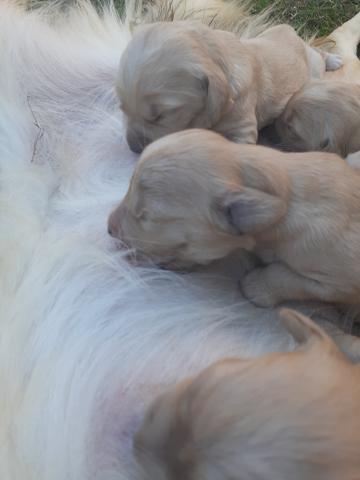 FILHOTES de Golden retriever - Foto 4